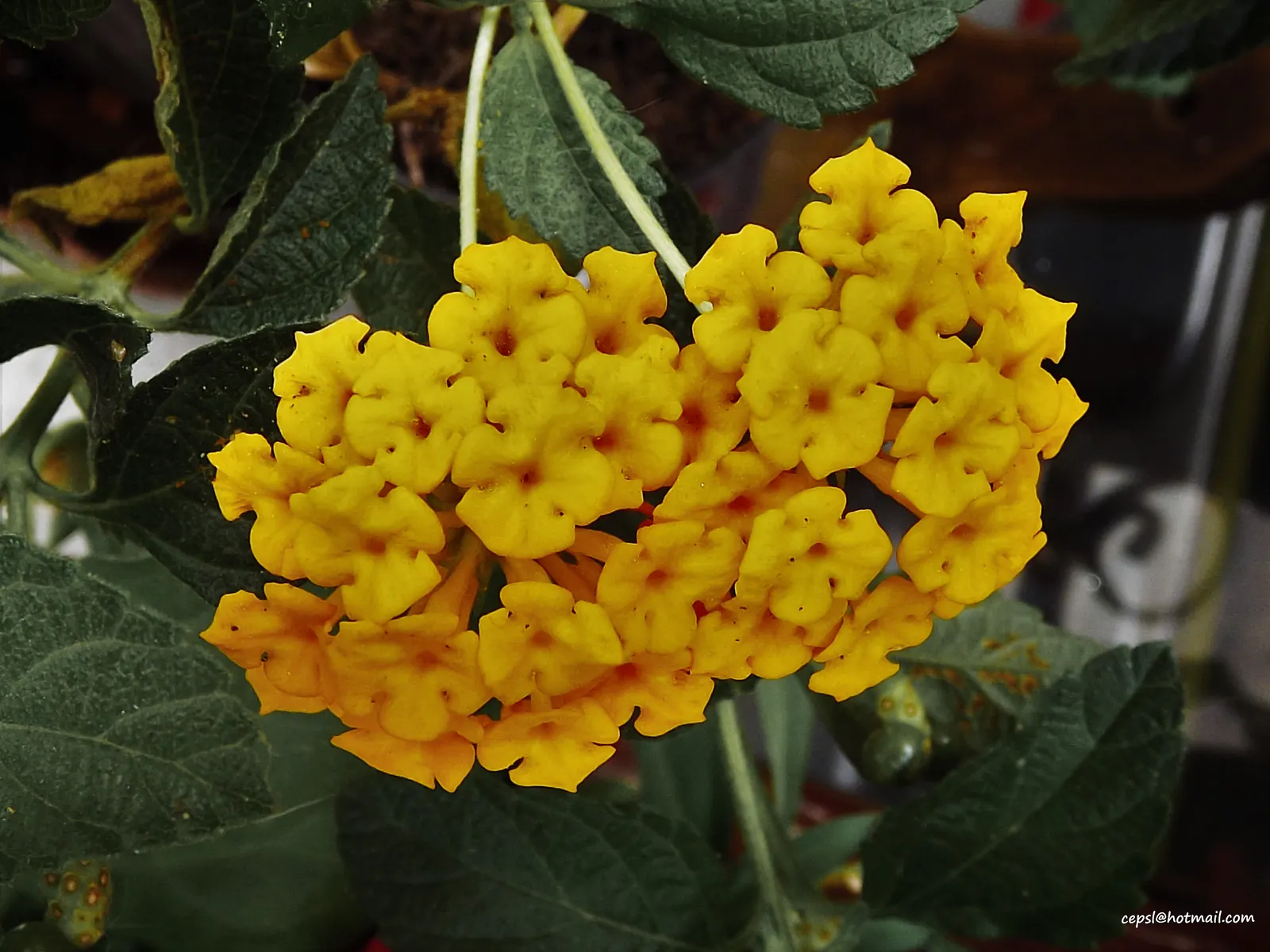 Yellow Lantana (Lantana 'Yellow') — shrub for full or half