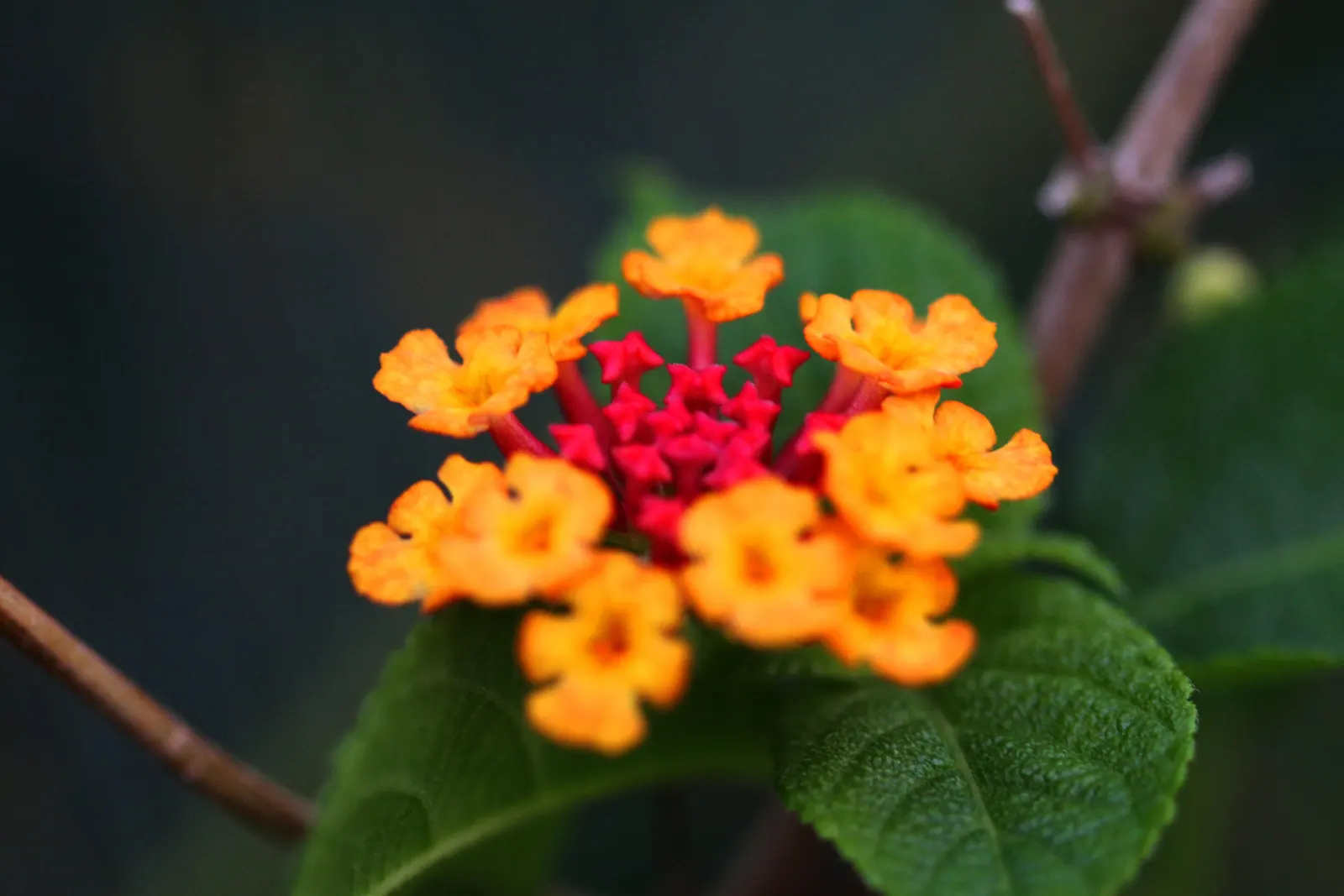 Yellow Lantana (Lantana 'Yellow') — This hardy plant spans 3 to 6 feet in width and height
