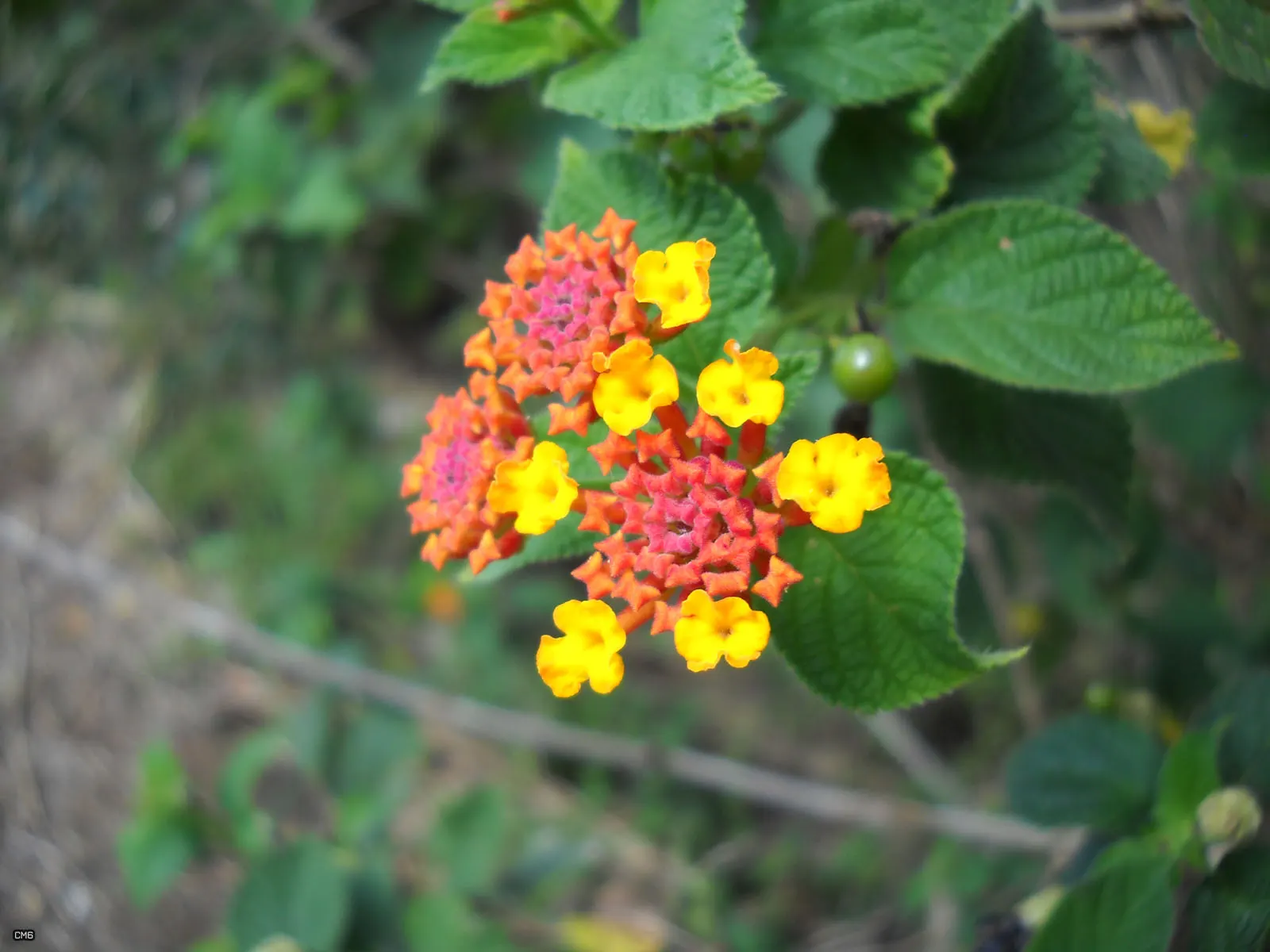 Yellow Lantana (Lantana 'Yellow') — scientifically named Lantana camara 'Yellow'