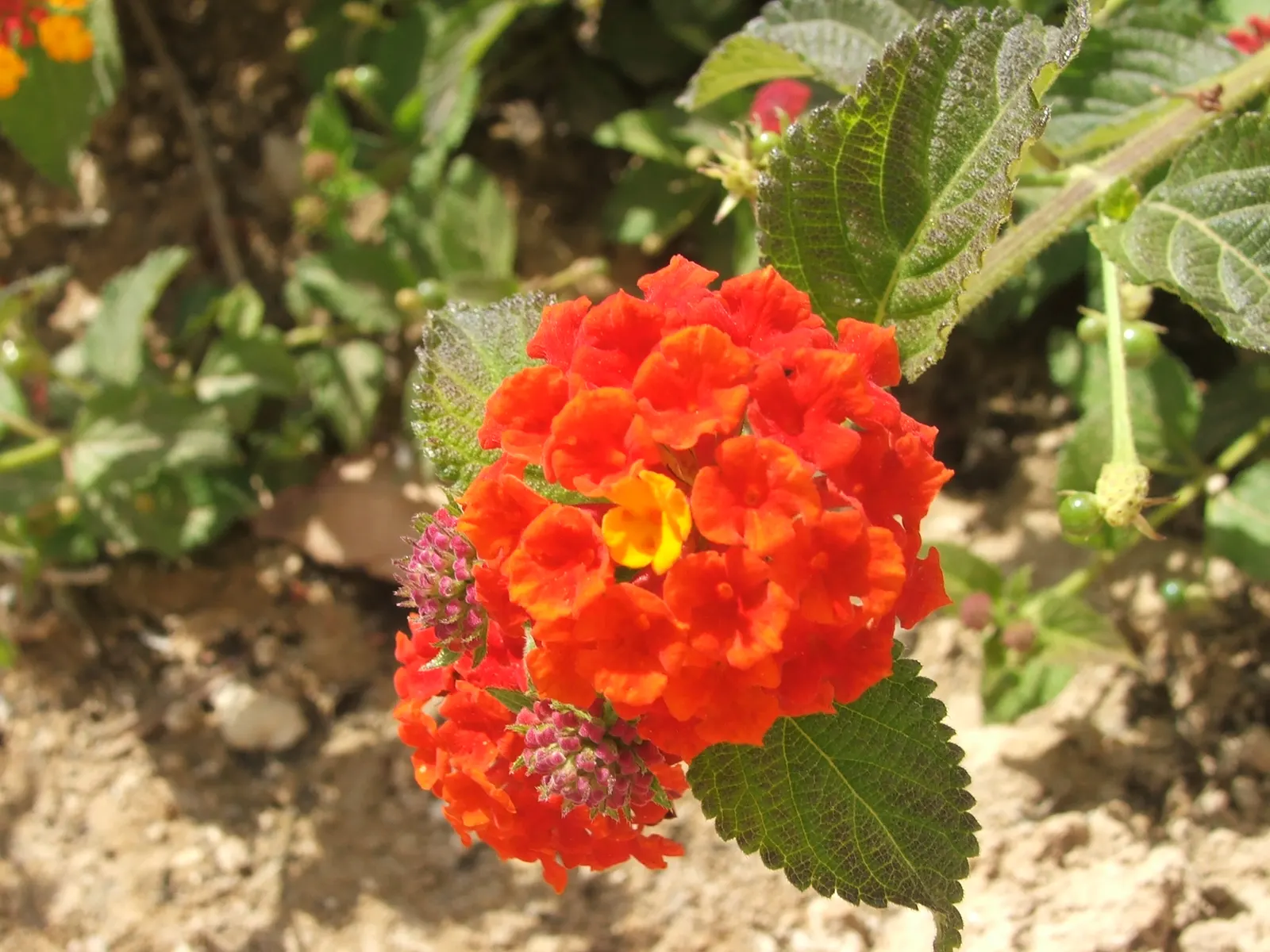 Yellow Lantana (Lantana 'Yellow') — featuring clusters of vivid yellow flowers that bloom from spring until frost