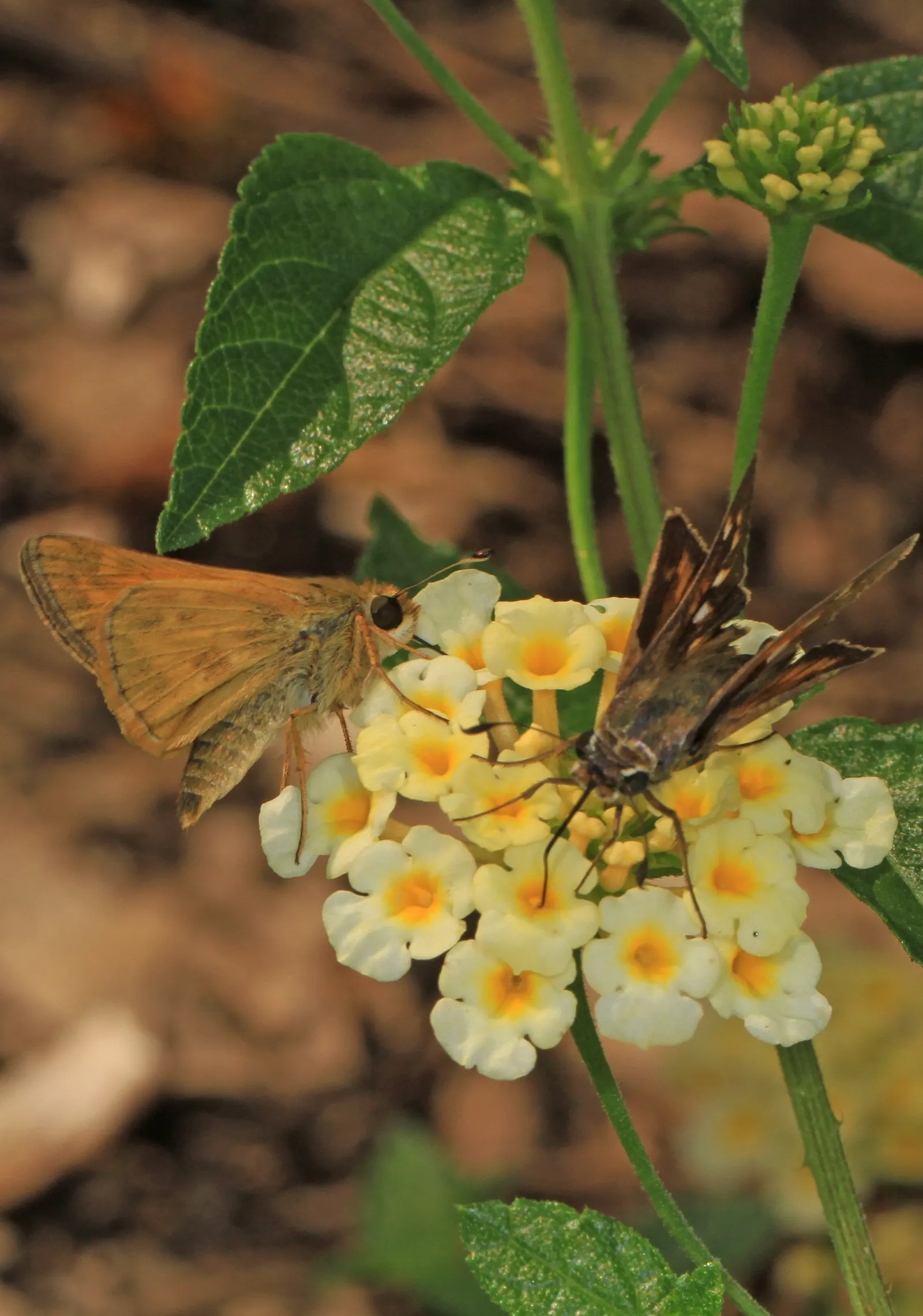 Yellow Lantana (Lantana 'Yellow') — tubular flowers that bloom profusely from spring through fall