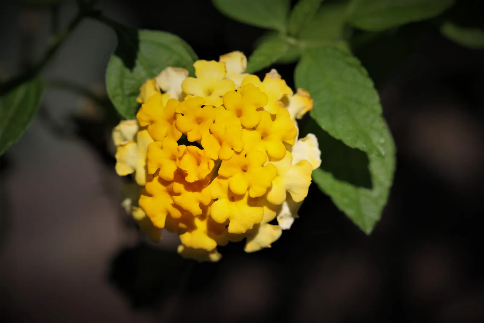 Yellow Lantana (Lantana 'Yellow') — It is drought-resistant once established