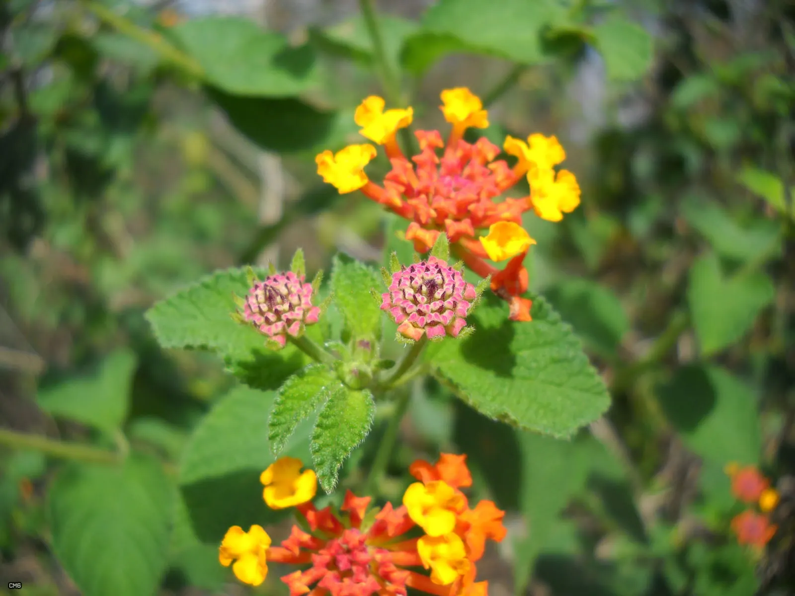Yellow Lantana (Lantana 'Yellow') — Prune gently to maintain shape