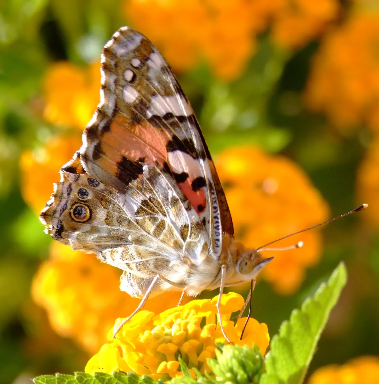 Yellow Lantana (Lantana 'Yellow') — making it an excellent choice for water-wise gardens and xeriscaping designs