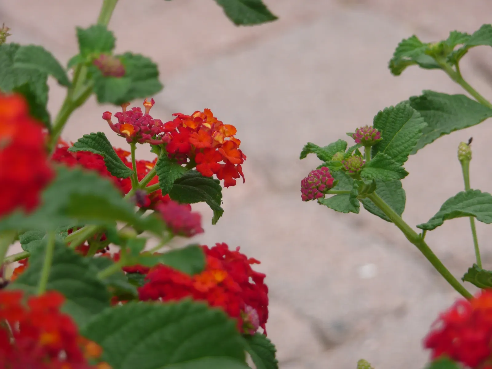 Yellow Lantana (Lantana 'Yellow') — whether planted as a focal point