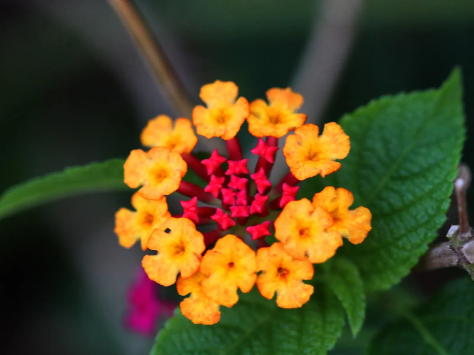 Yellow Lantana (Lantana 'Yellow') — each cluster measuring approximately 1 to 2 inches across.<br><br>Thriving in USDA Hardiness Zones 9 to 11