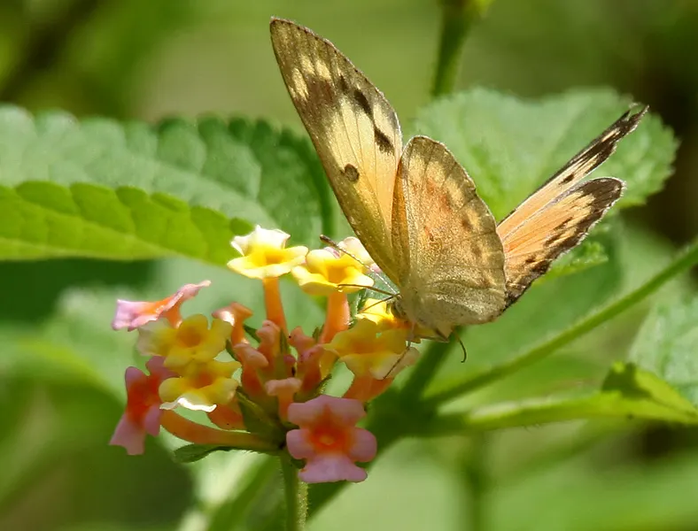 Yellow Lantana (Lantana 'Yellow') — Ideal for borders or containers