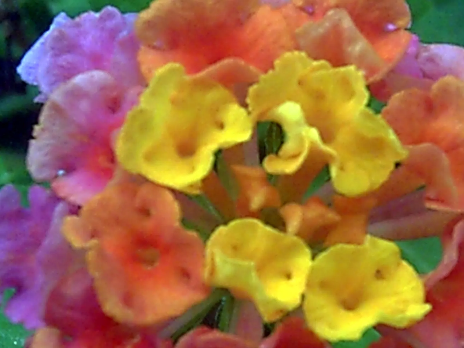 Yellow Lantana (Lantana 'Yellow') — featuring clusters of vivid yellow flowers that bloom from spring until frost; with a mature height of 2 to 4 feet and a