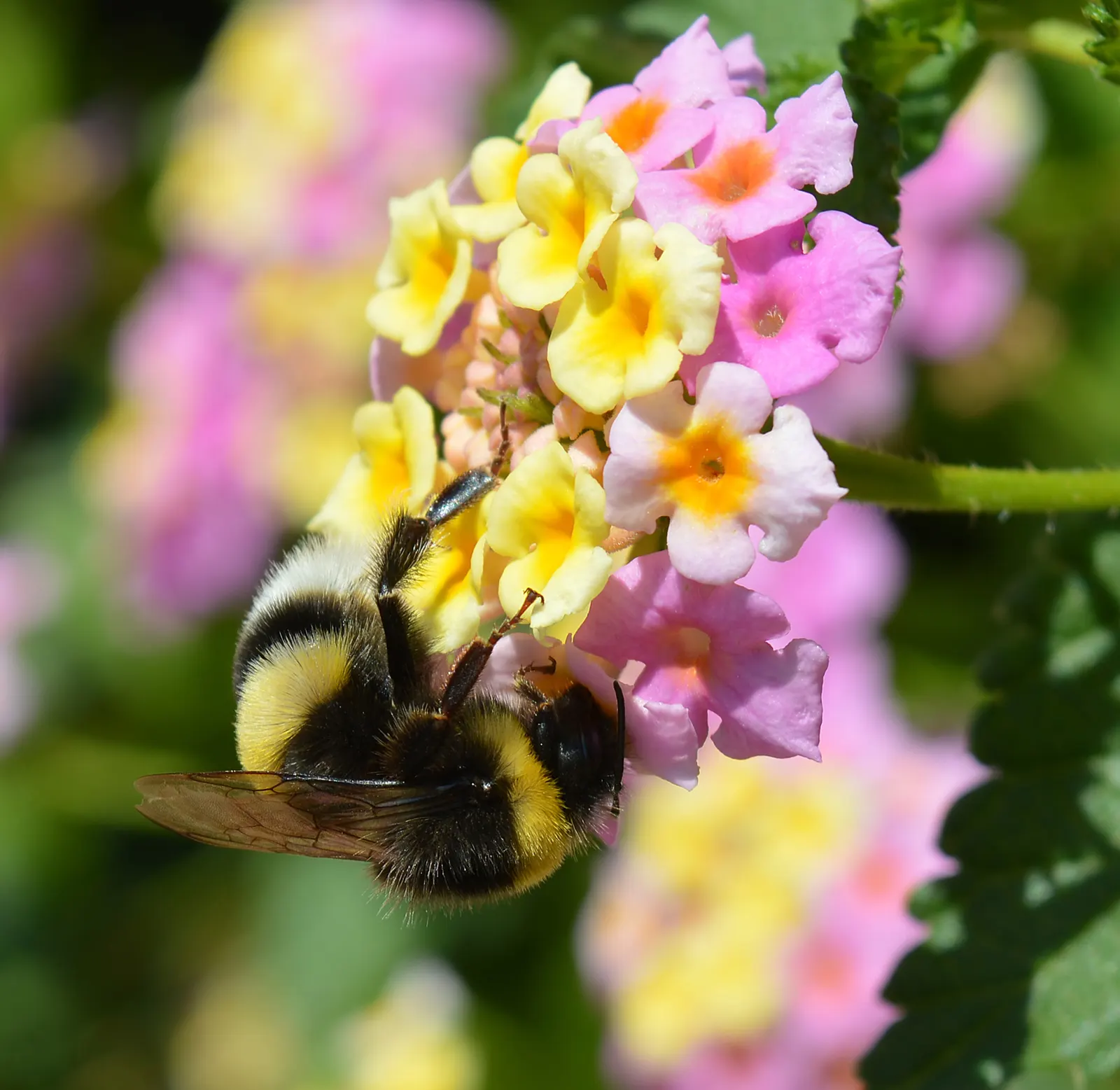 Yellow Lantana (Lantana 'Yellow') — Lantana 'Yellow' is a vibrant, evergreen shrub that flourishes in sunny areas; it attracts butterflies and is
