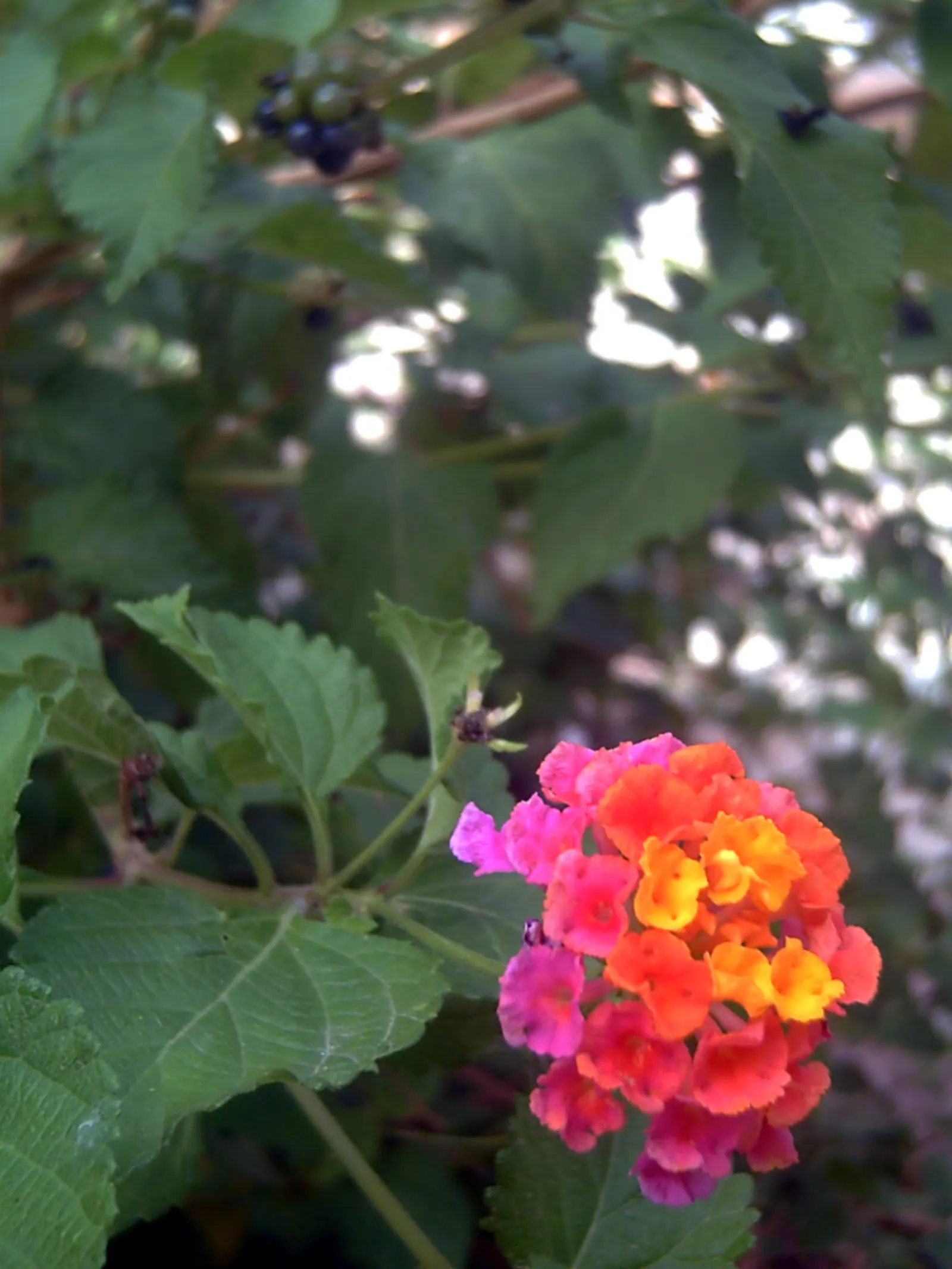 Yellow Lantana (Lantana 'Yellow') — shrub with yellow blooms
