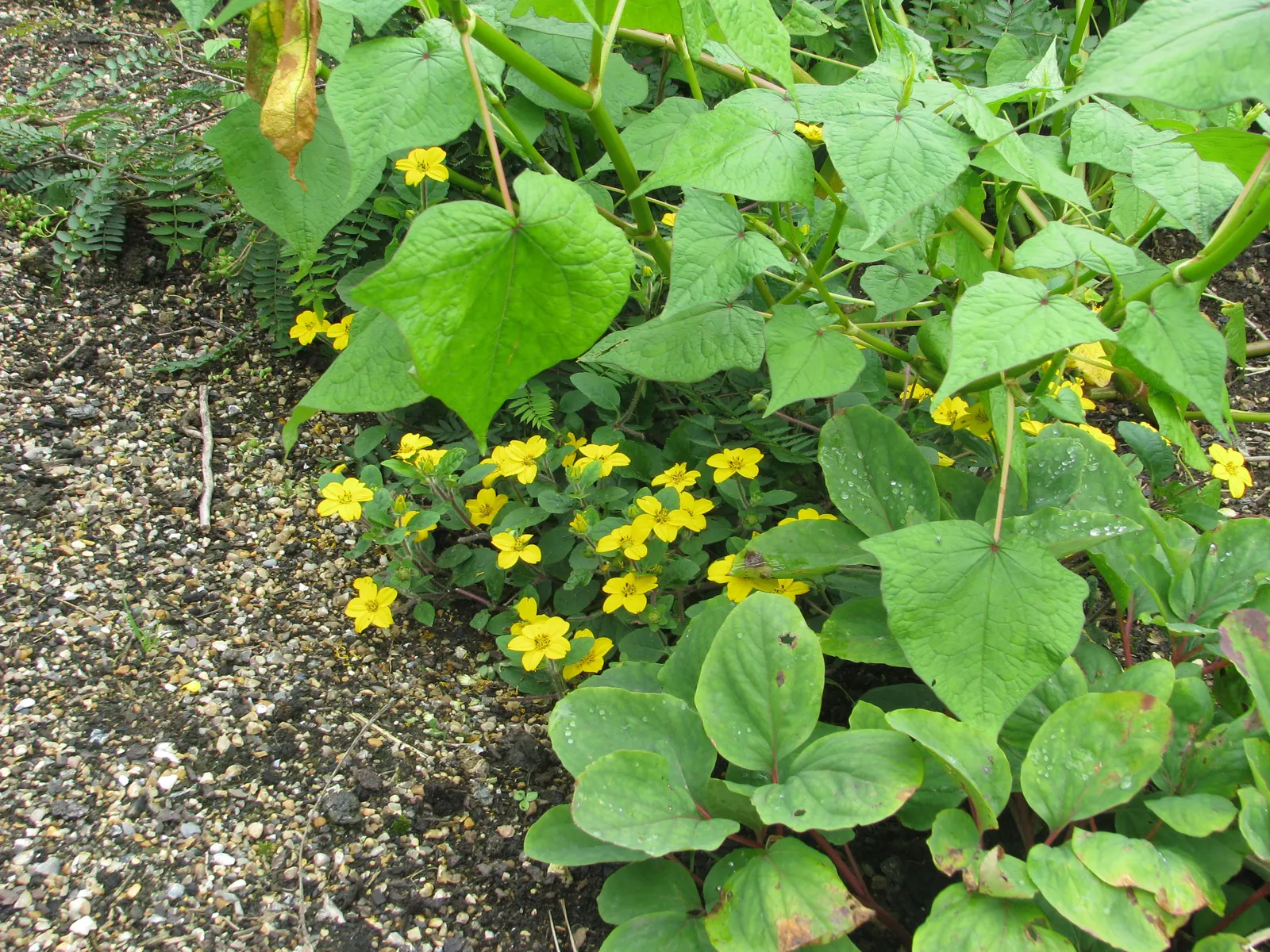 Golden Star (Chrysogonum Virginianum) — is an enchanting herbaceous perennial that serves as a versatile and low-maintenance ground cover; chrysogonum