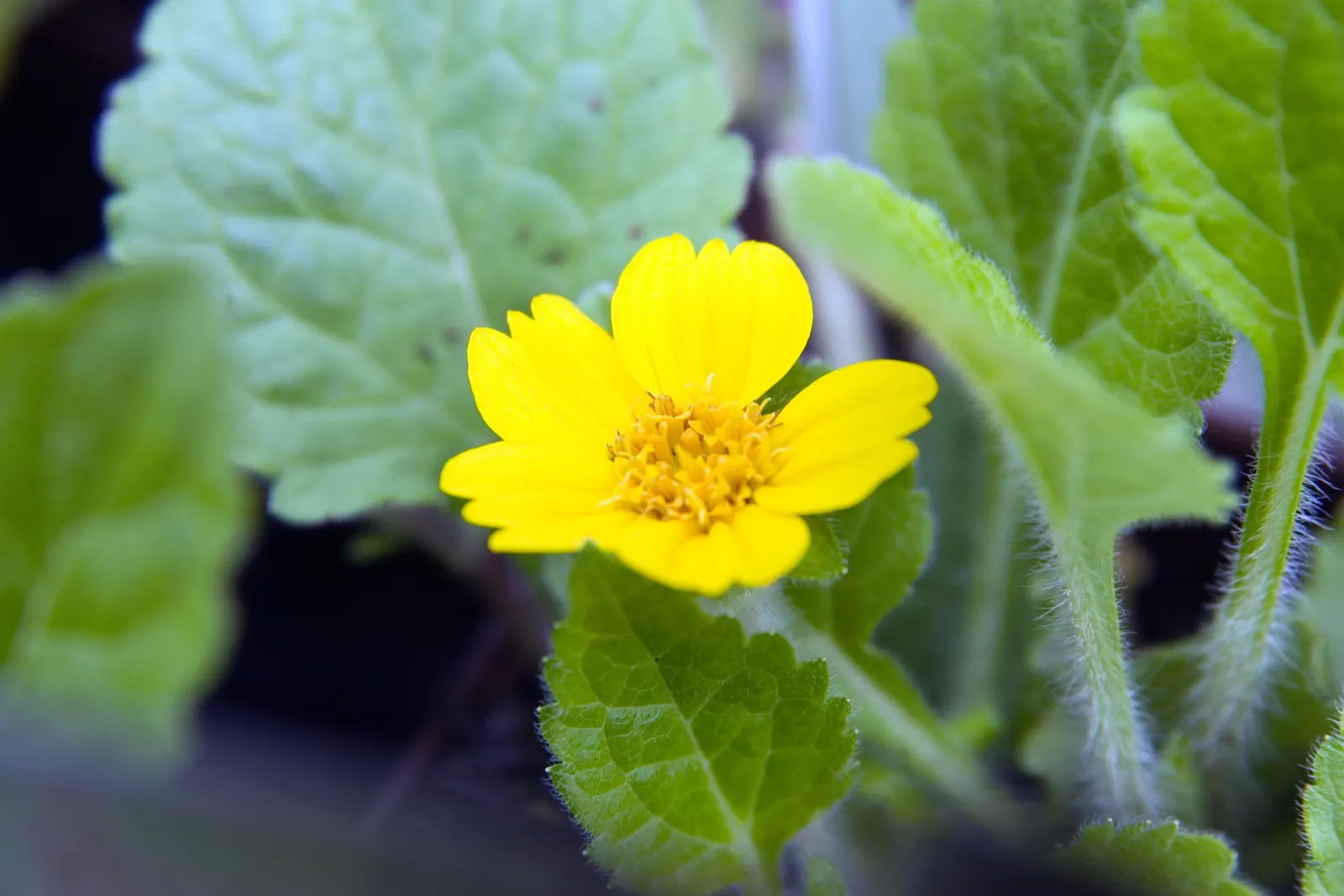 Golden Star (Chrysogonum Virginianum) — with a spread of 18 to 24 inches; they are remarkably tolerant of different soil types, though they flourish in loamy