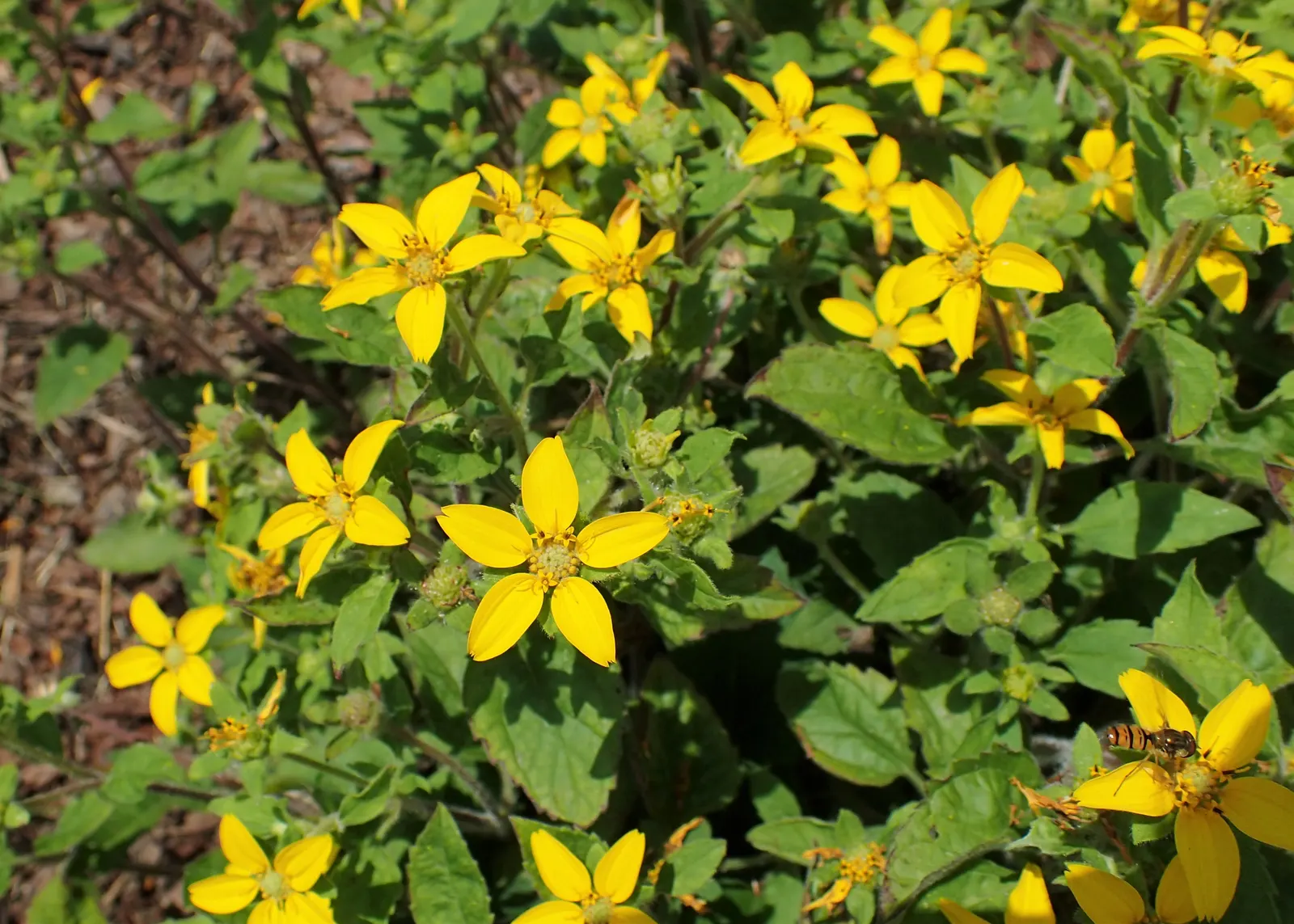 Golden Star (Chrysogonum Virginianum) — It spreads moderately via rhizomes, forming a lush carpet, image 32