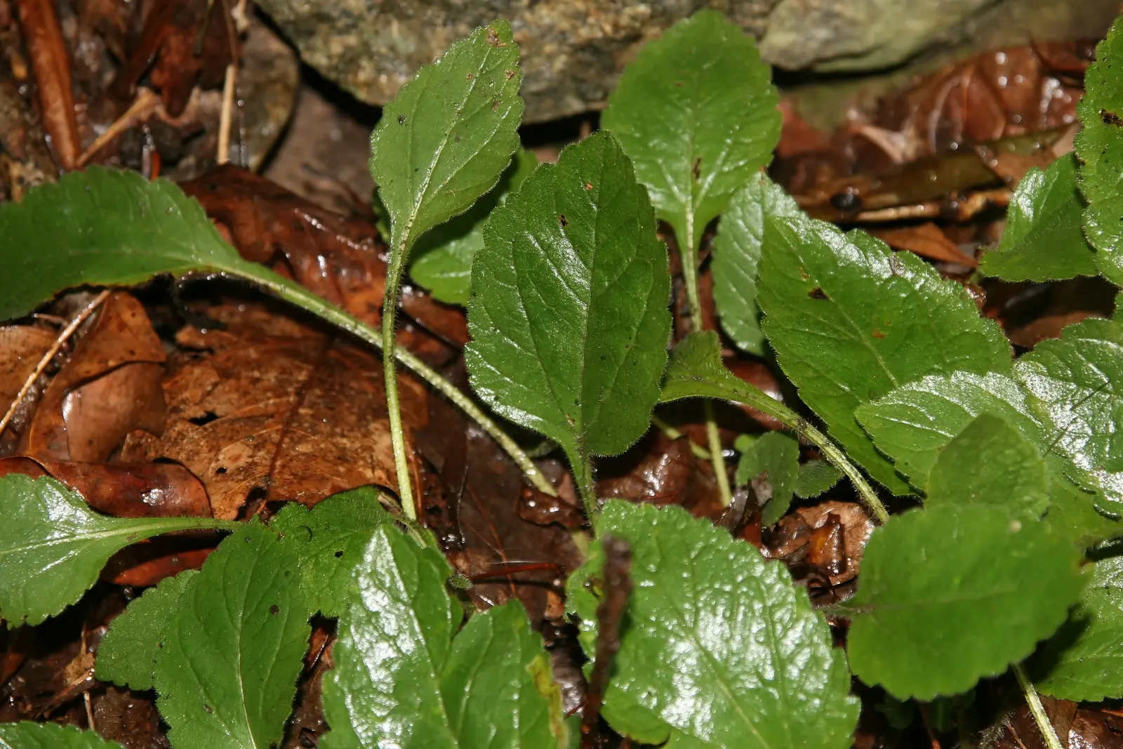 Golden Star (Chrysogonum Virginianum) — specifically from early spring to fall; the Golden Star becomes an ideal choice for borders