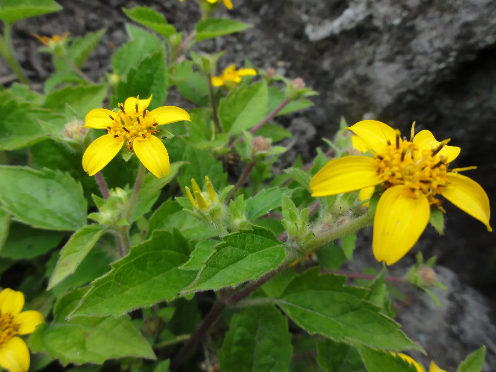 Golden Star (Chrysogonum Virginianum) — the Golden Star becomes an ideal choice for borders