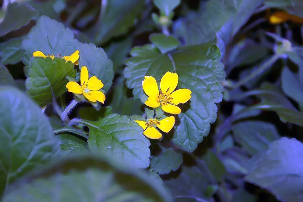 Golden Star (Chrysogonum Virginianum) — This native to the Eastern United States thrives in USDA hardiness zones 5 through 9