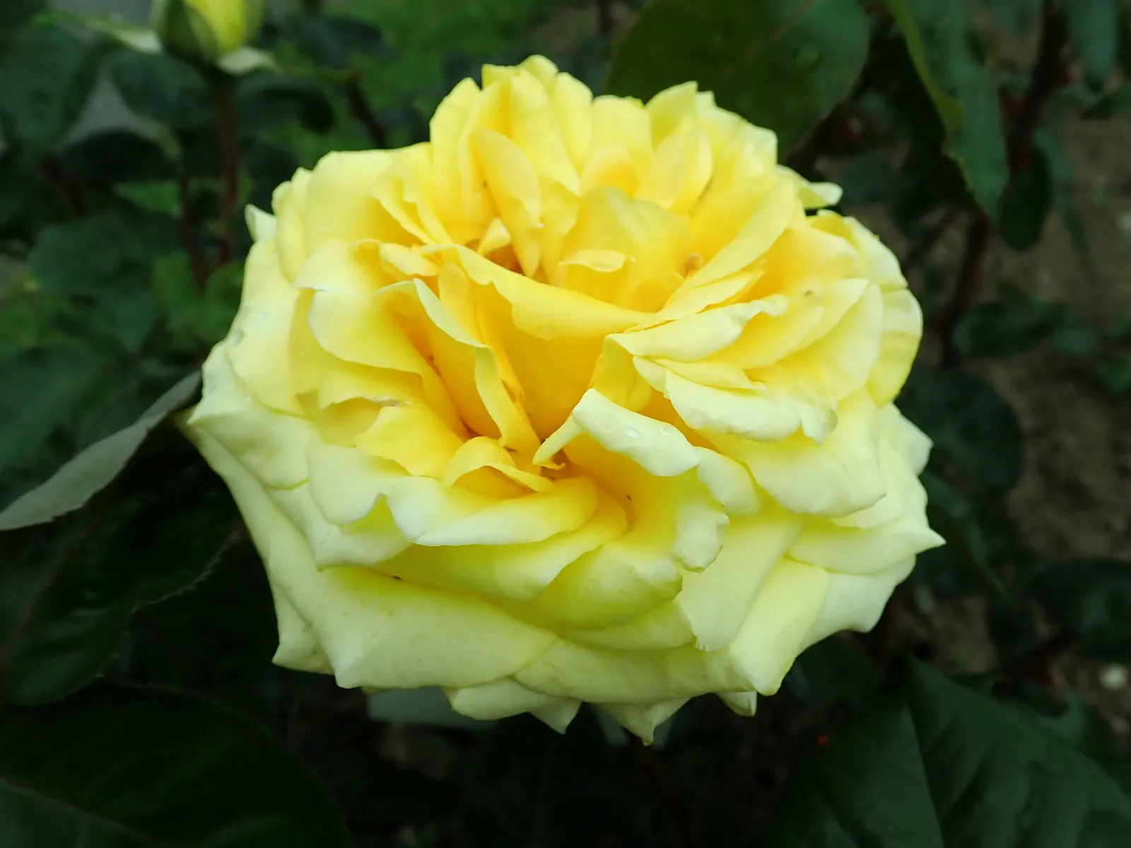 Golden Star (Chrysogonum Virginianum) — This plant prefers moist, well-drained soil, adding a splash of color to woodland gardens or shaded borders