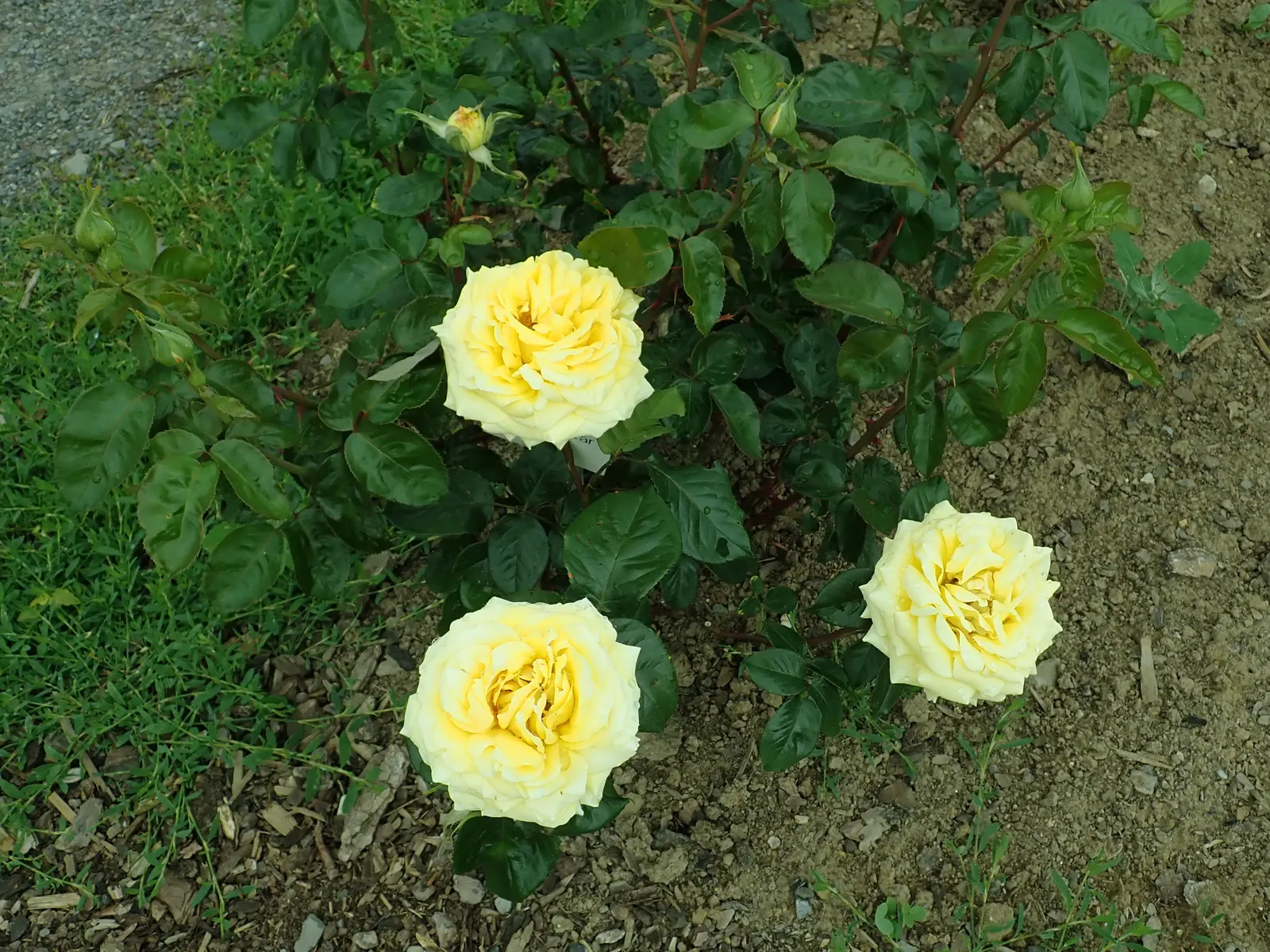 Golden Star (Chrysogonum Virginianum) — They are remarkably tolerant of different soil types, though they flourish in loamy, rich substrates; it flourishes in
