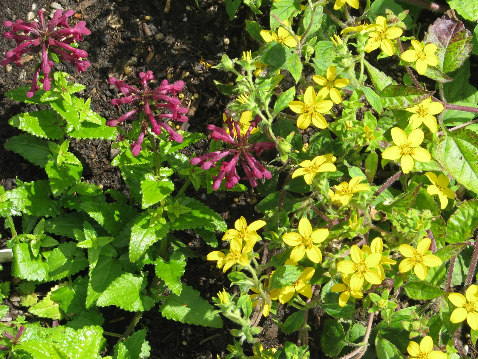 Golden Star (Chrysogonum Virginianum) — or as a colorful companion to ferns and hostas