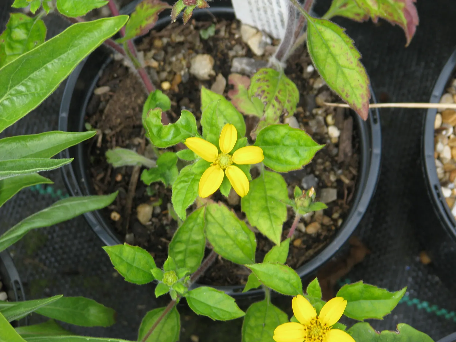 Golden Star (Chrysogonum Virginianum) — It flourishes in USDA zones 5-9, preferring partial to full shade