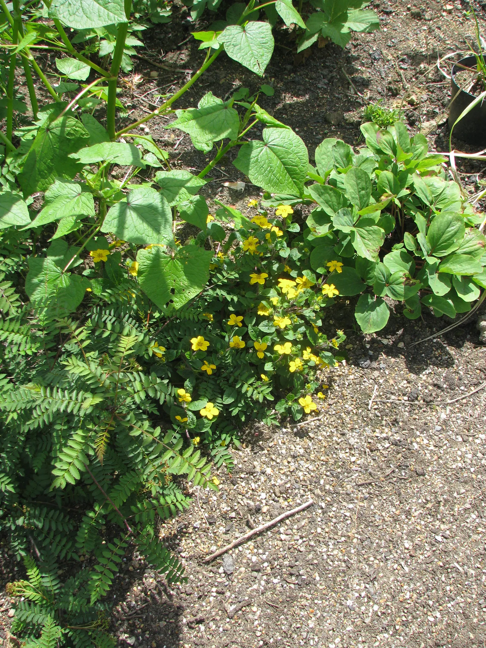 Golden Star (Chrysogonum Virginianum) — is an enchanting herbaceous perennial that serves as a versatile and low-maintenance ground cover