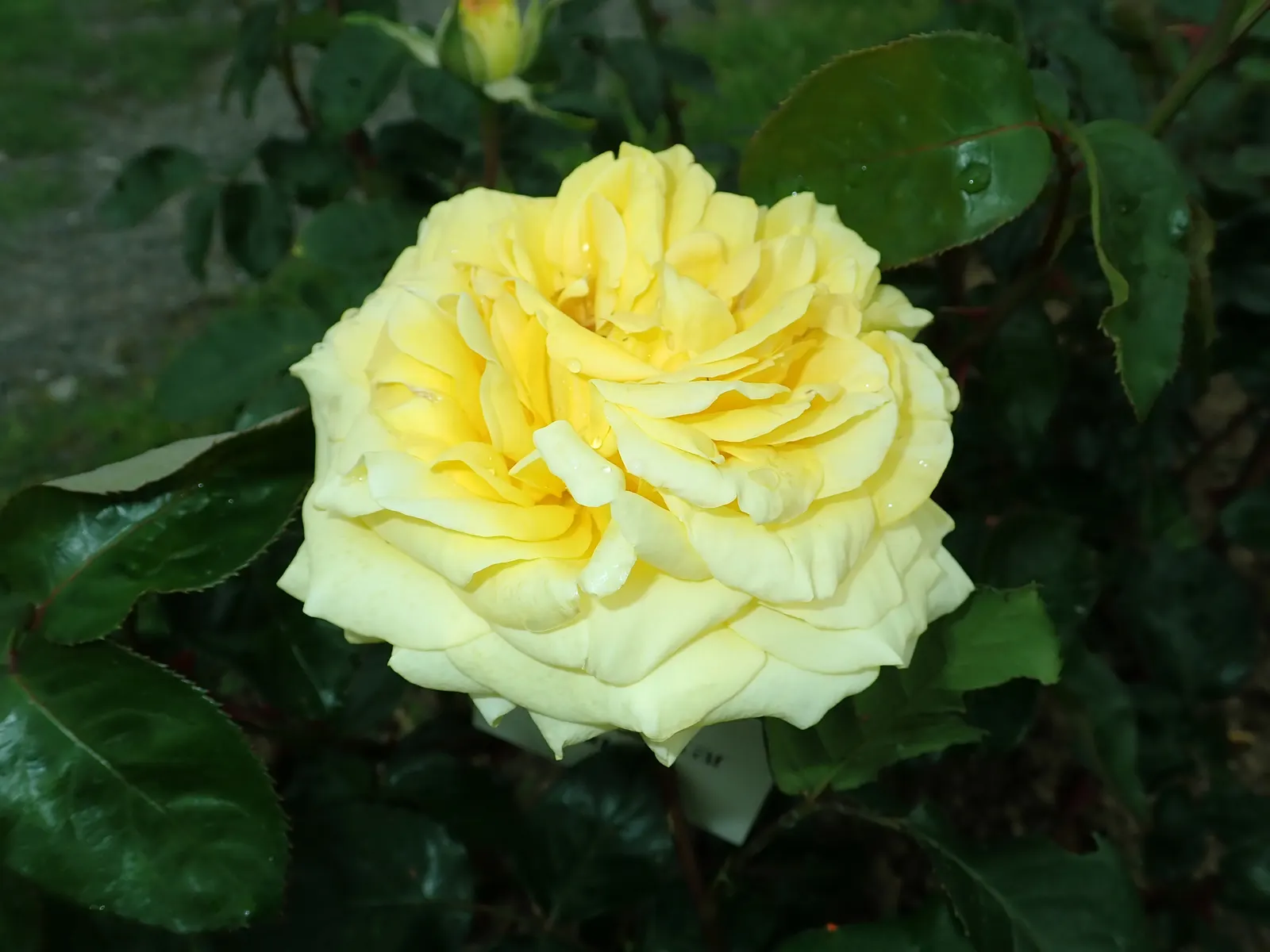 Golden Star (Chrysogonum Virginianum) — When designing the landscape