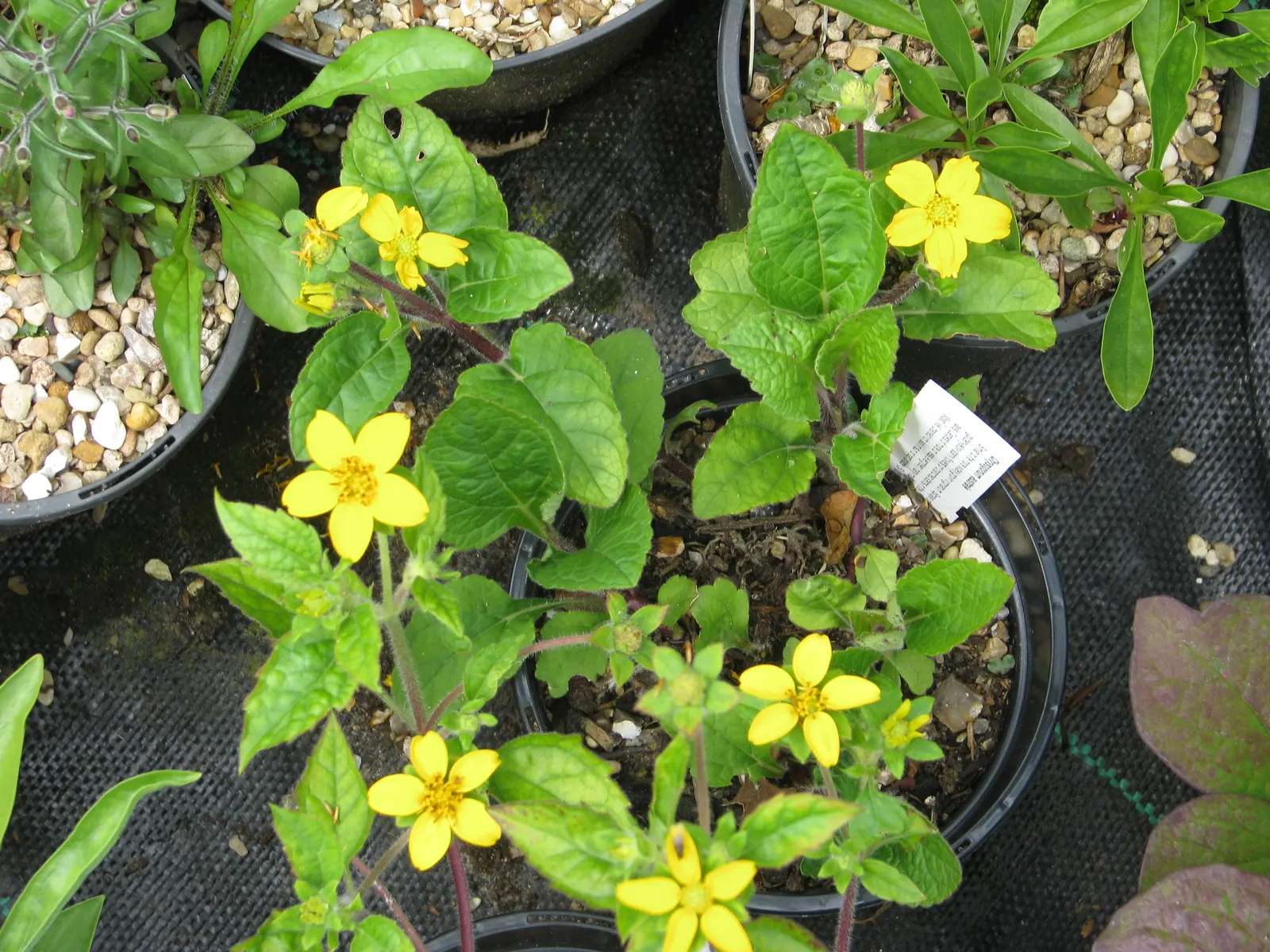 Golden Star (Chrysogonum Virginianum) — star-shaped flowers atop 6-inch stems and rich green; yellow flowers in the garden