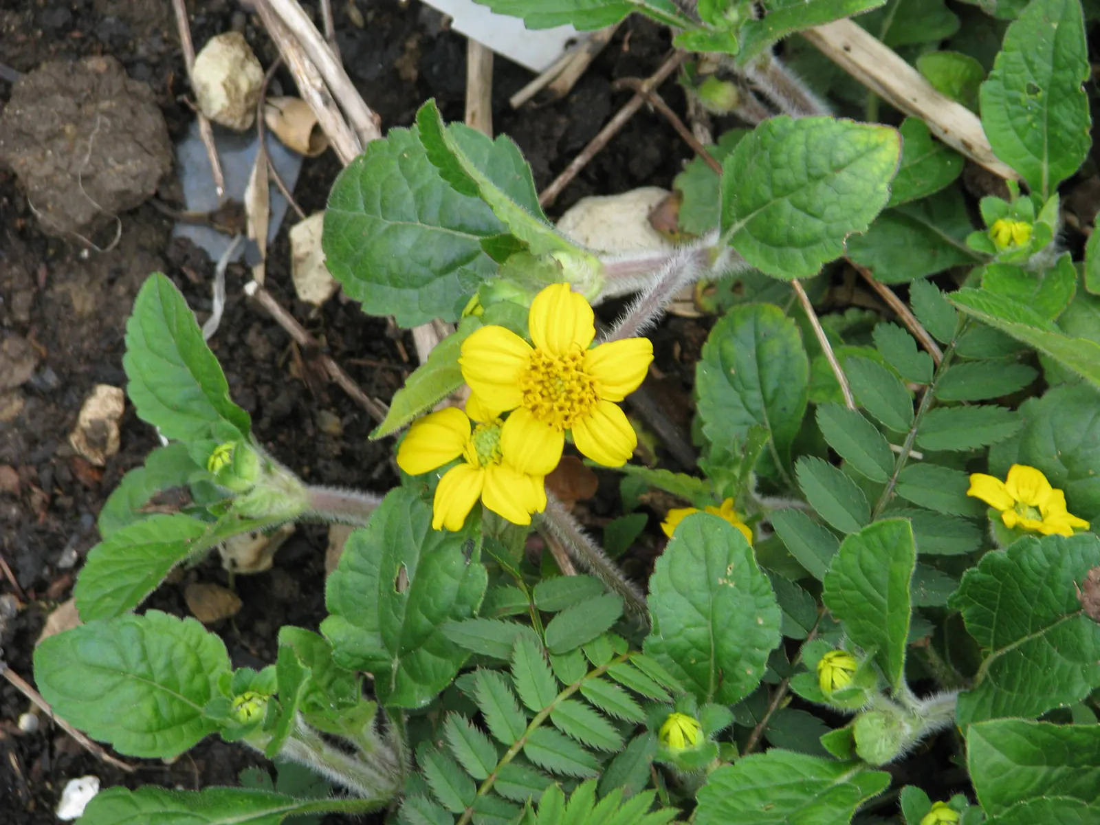 Golden Star (Chrysogonum Virginianum) — that rest just above the foliage; specifically from early spring to fall