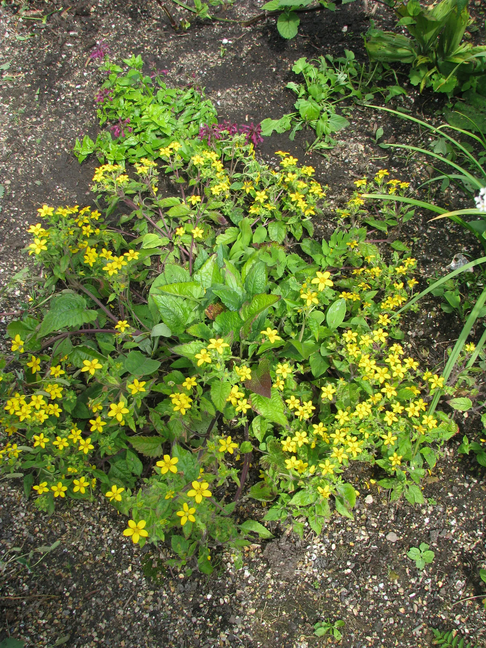 Golden Star (Chrysogonum Virginianum) — it produces an abundance of bright yellow