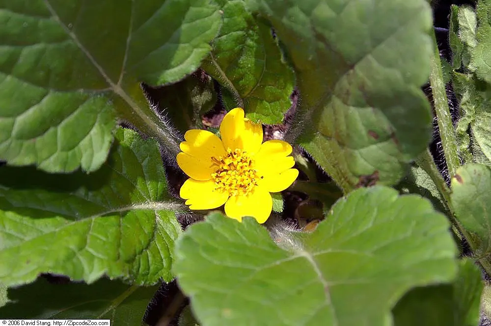 Golden Star (Chrysogonum Virginianum) — Throughout the growing season
