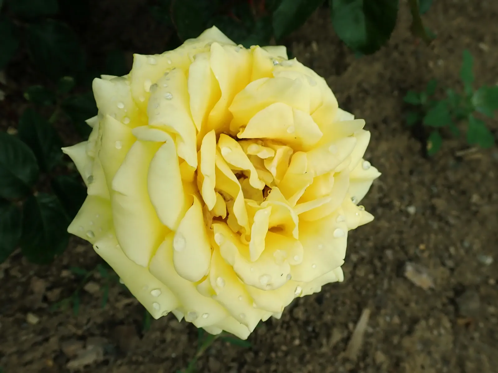Golden Star (Chrysogonum Virginianum) — Throughout the growing season, image 41