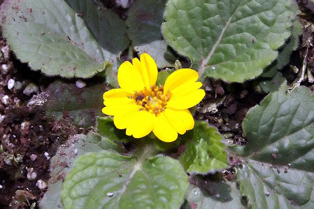 Golden Star (Chrysogonum Virginianum) — The plant's ability to rapidly spread also makes it an effective stabilizer for erosion-prone areas