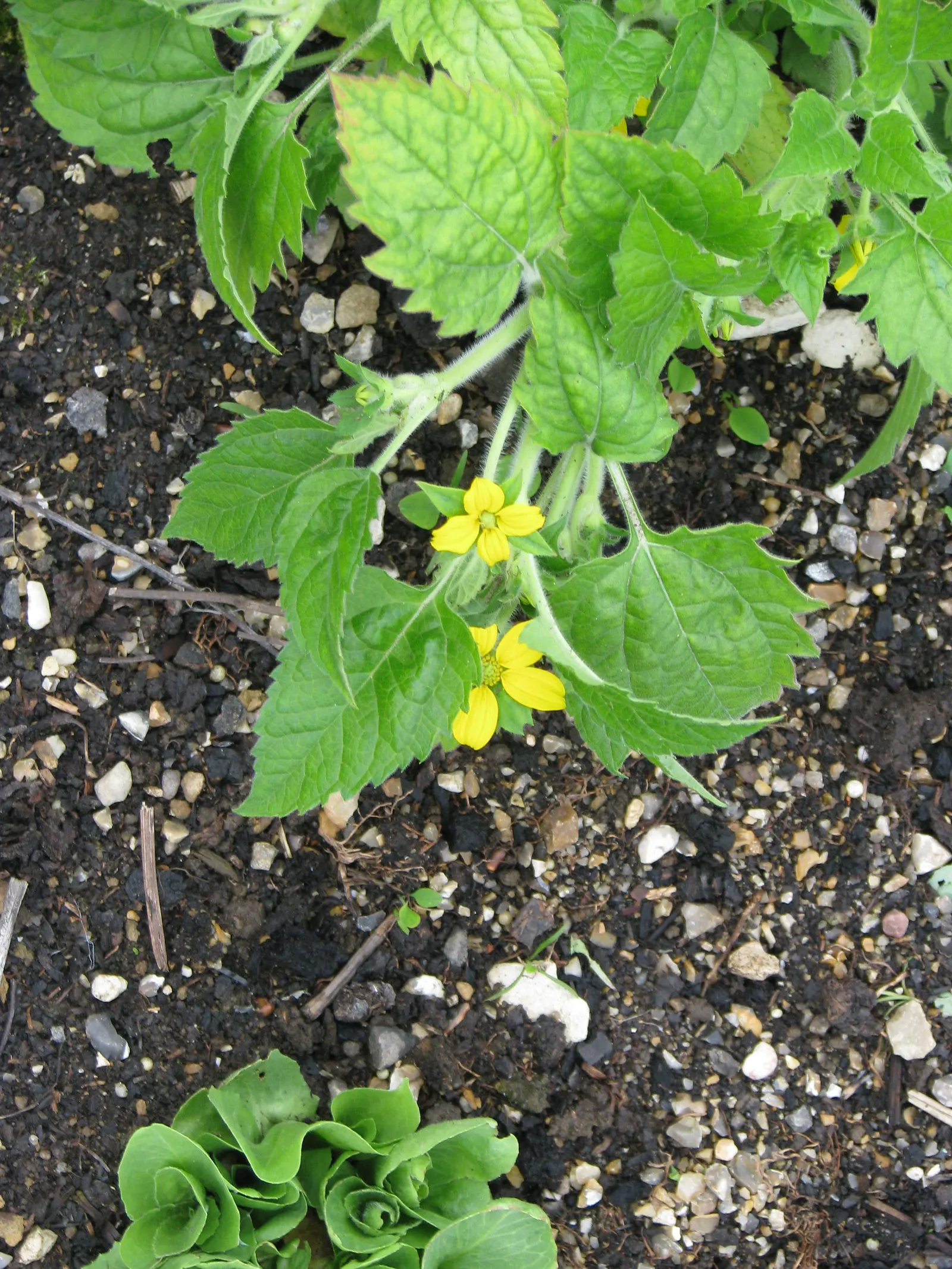 Golden Star (Chrysogonum Virginianum) — effectively tolerating a variety of climates.<br><br>Typically reaching a modest height of 6 to 12 inches; the plant's