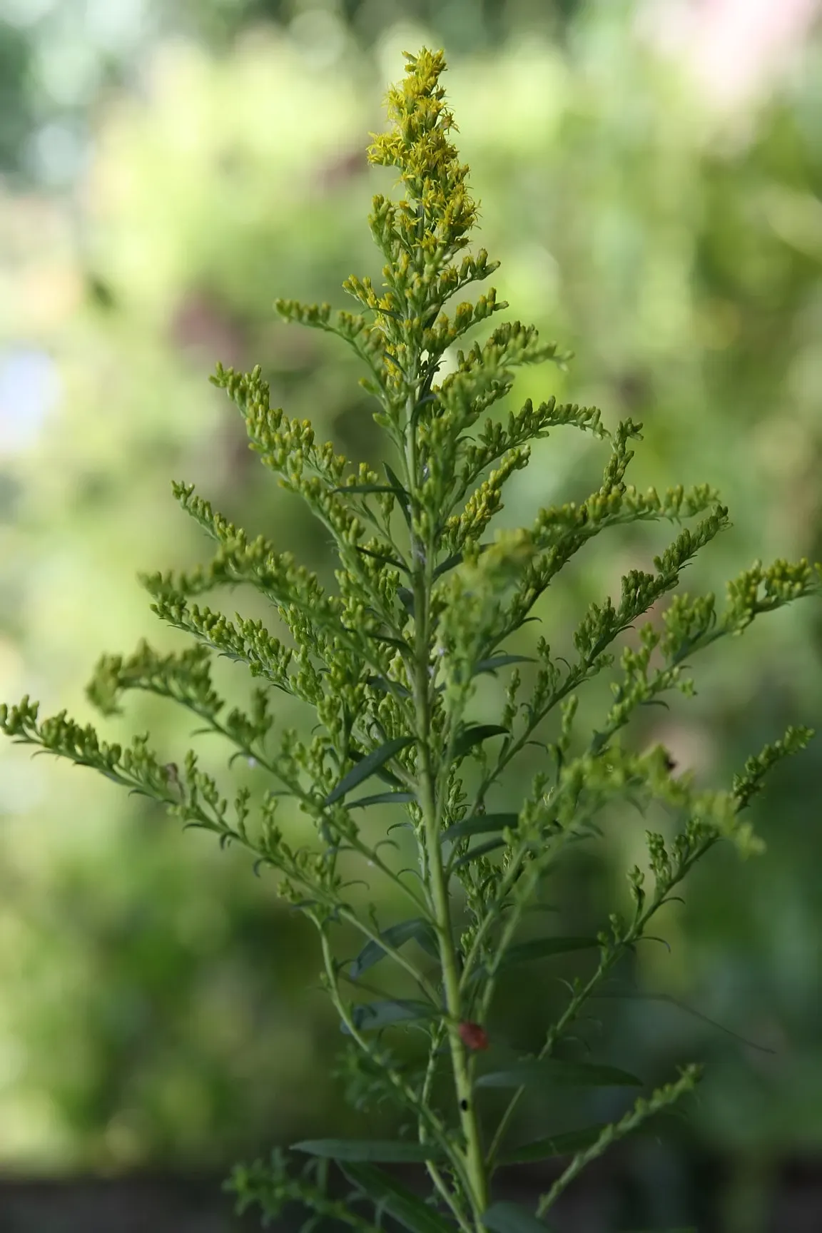 Golden Star (Chrysogonum Virginianum) — The plant's leaves are heart-shaped, boasting a lush, deep green hue that elegantly offsets its flowers; is an
