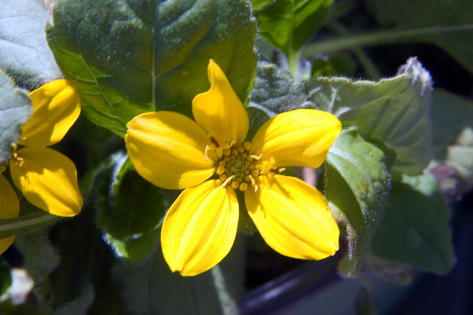 Golden Star (Chrysogonum Virginianum) — each about 1 to 1.5 inches in diameter