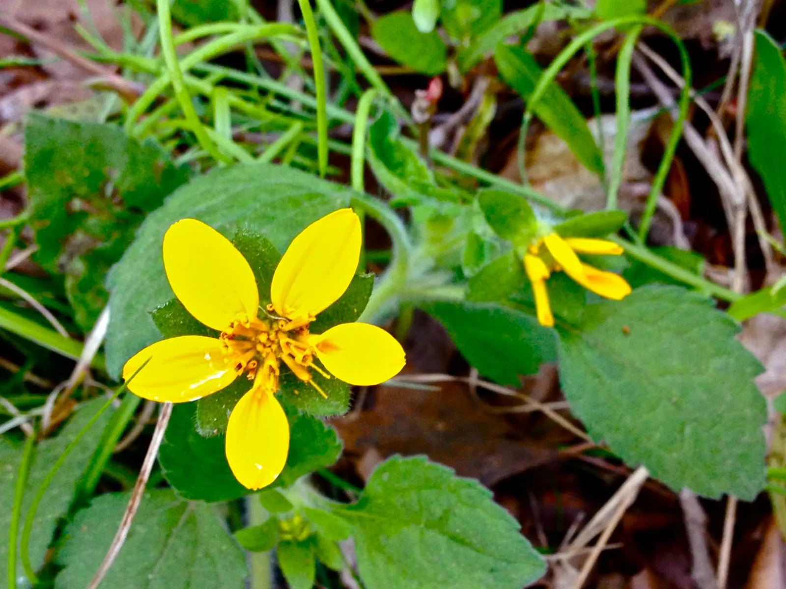 Golden Star (Chrysogonum Virginianum) — with a spread of 18 to 24 inches
