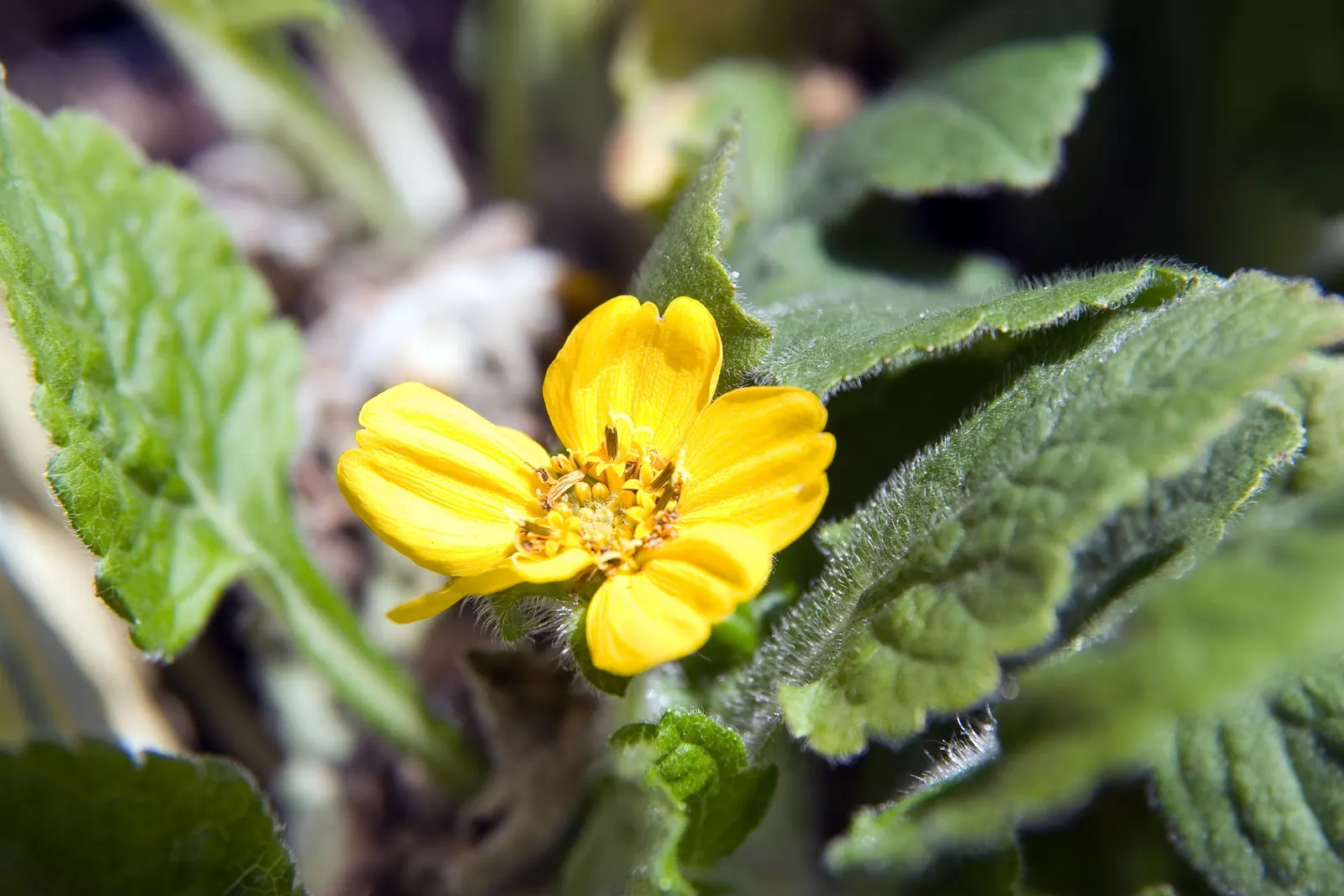 Golden Star (Chrysogonum Virginianum) — It spreads moderately via rhizomes, forming a lush carpet