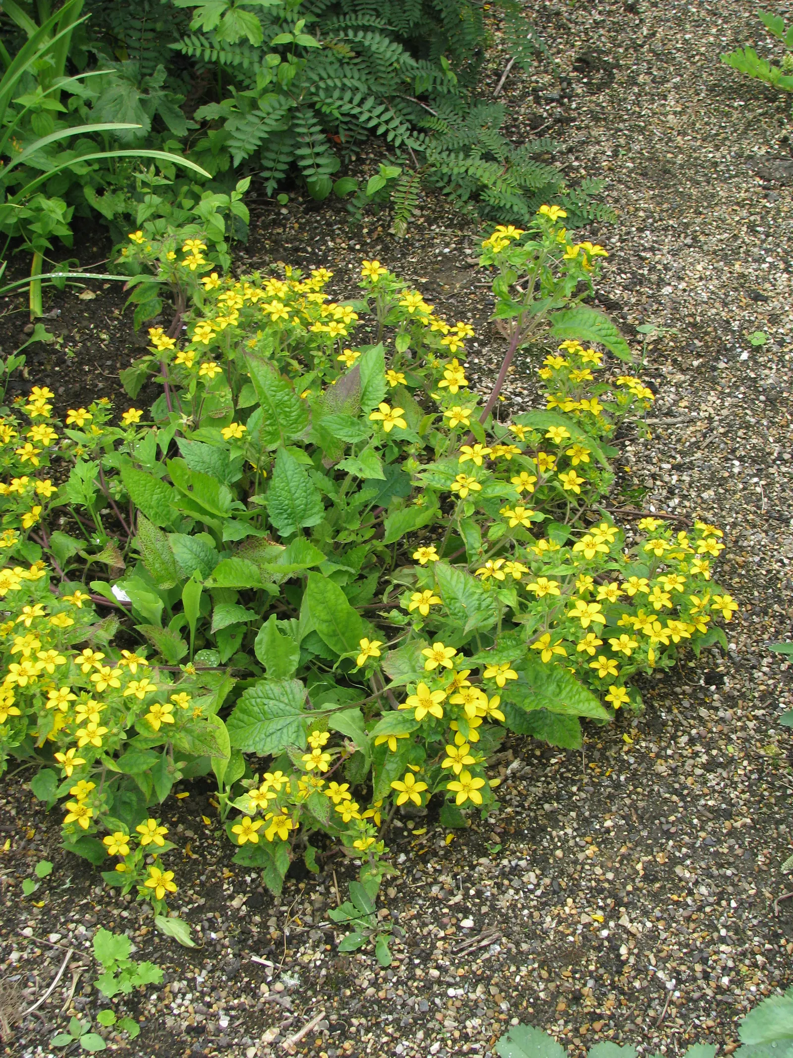 Golden Star (Chrysogonum Virginianum) — that rest just above the foliage