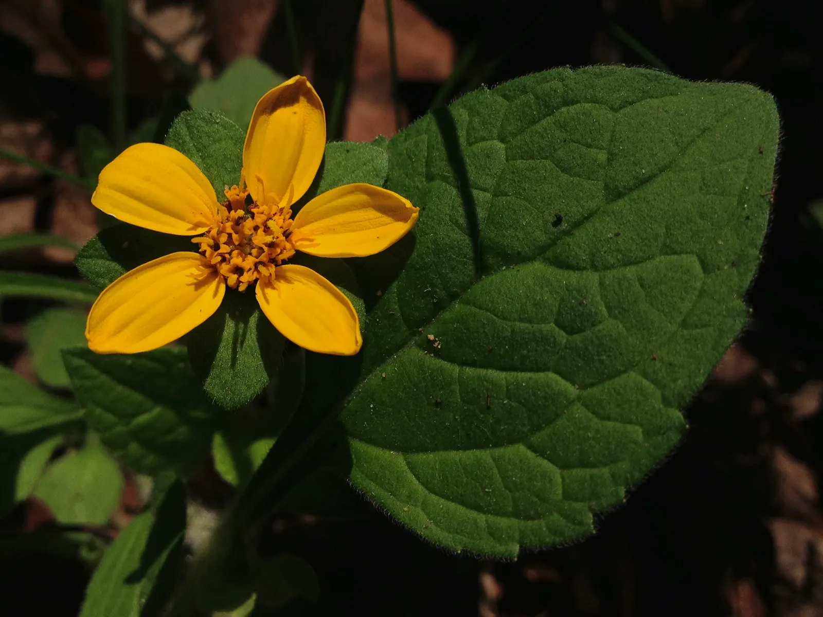 Golden Star (Chrysogonum Virginianum) — specifically from early spring to fall