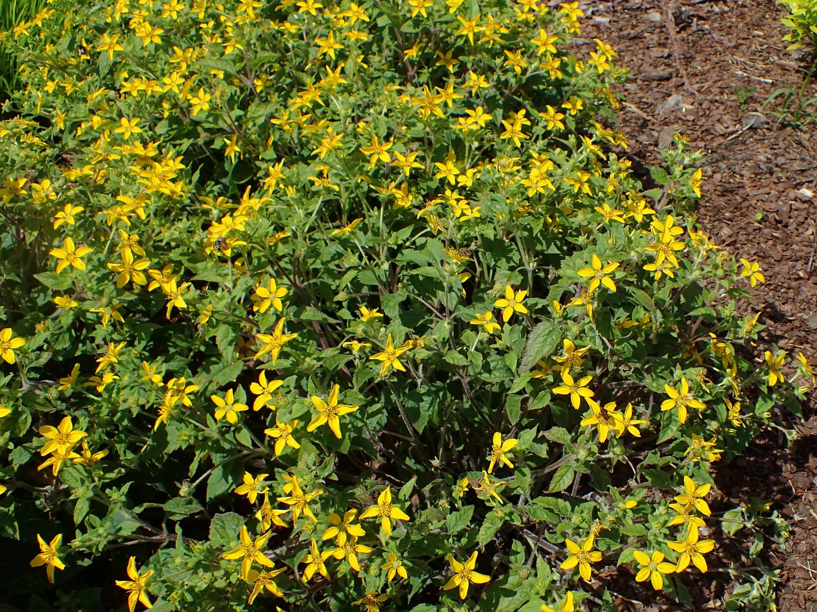 Golden Star (Chrysogonum Virginianum) — Golden Star exhibits vibrant yellow
