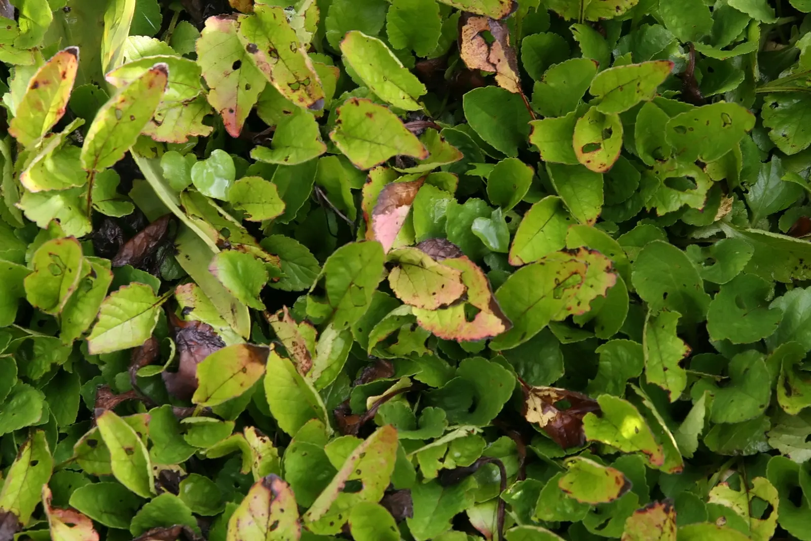 Golden Star (Chrysogonum Virginianum) — Chrysogonum virginianum requires well-drained soil with consistent moisture to thrive