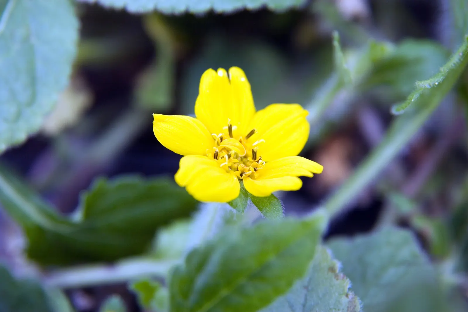 Golden Star (Chrysogonum Virginianum) — This plant prefers moist, well-drained soil, adding a splash of color to woodland gardens or shaded borders; golden