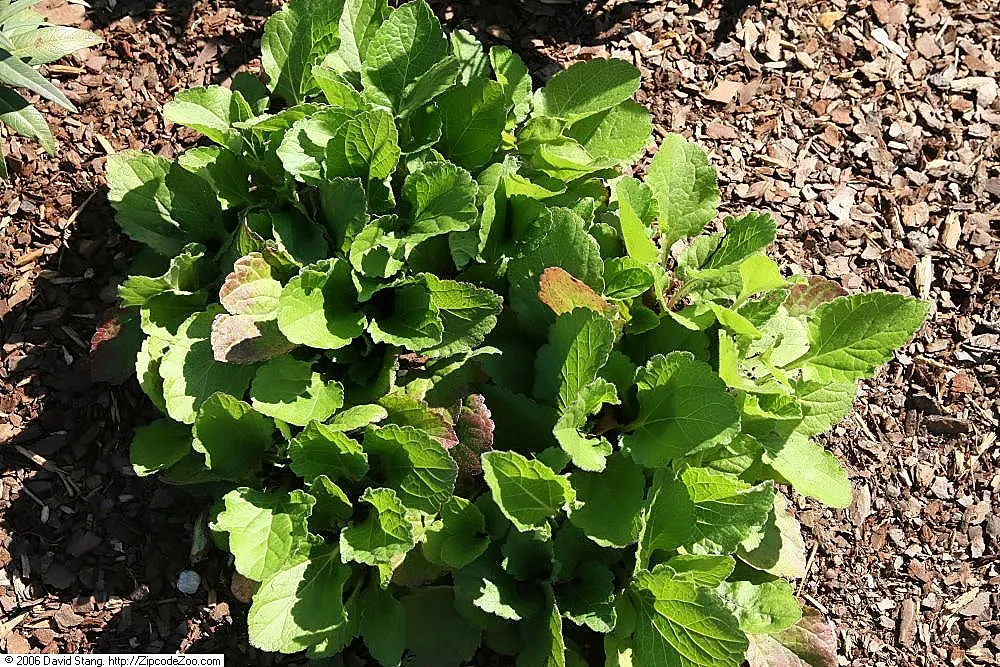 Golden Star (Chrysogonum Virginianum) — Chrysogonum virginianum requires well-drained soil with consistent moisture to thrive; or as a colorful companion to