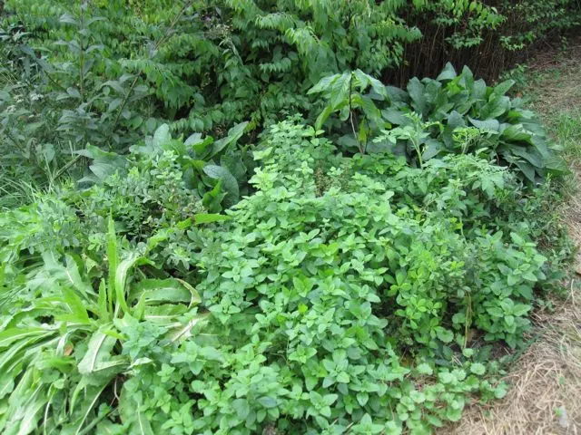 Golden Star (Chrysogonum Virginianum) — effectively tolerating a variety of climates.<br><br>Typically reaching a modest height of 6 to 12 inches