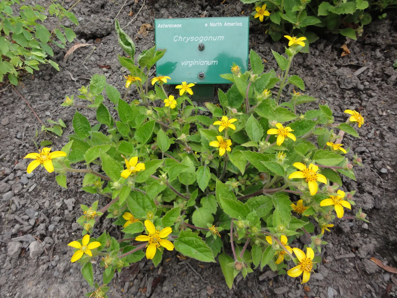 Golden Star (Chrysogonum Virginianum) — yellow flowers in the garden