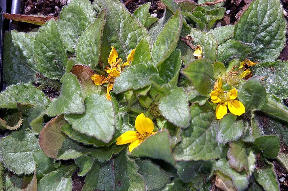 Golden Star (Chrysogonum Virginianum) — apt for adding a splash of color to your landscape design; ground cover / perennial with yellow blooms