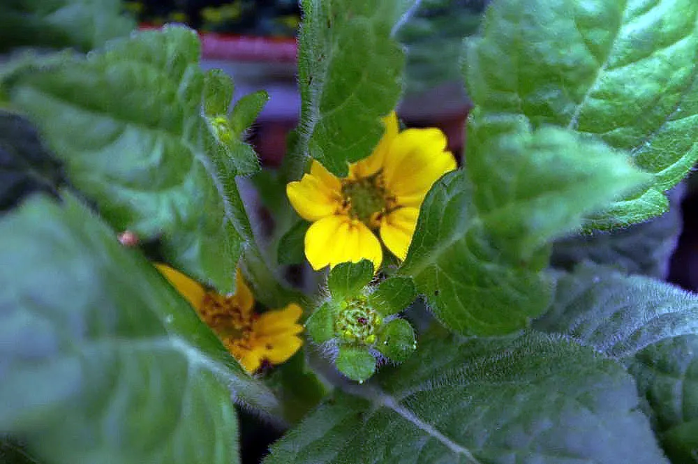 Golden Star (Chrysogonum Virginianum) — Golden Stars create a dense mat of foliage