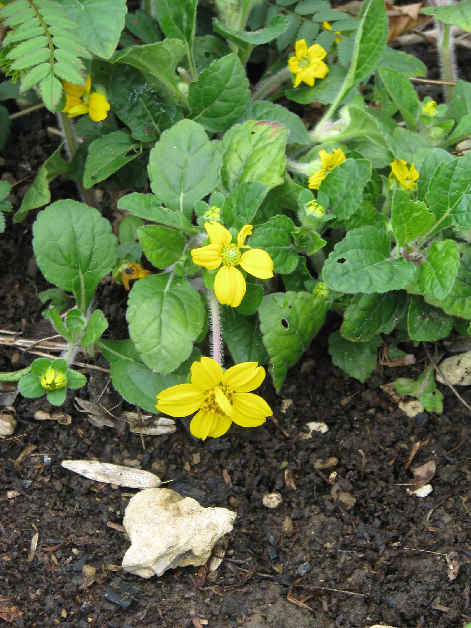 Golden Star (Chrysogonum Virginianum) — Chrysogonum virginianum, commonly known as Golden Star, is a low-growing perennial ideal for ground cover