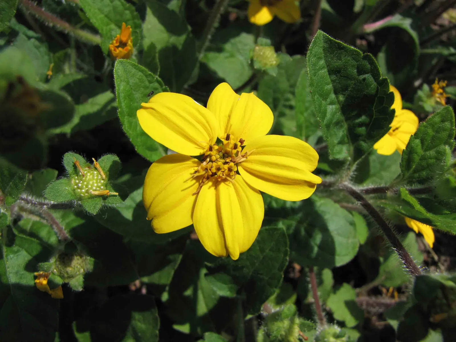 Golden Star (Chrysogonum Virginianum) — star-shaped flowers atop 6-inch stems and rich green