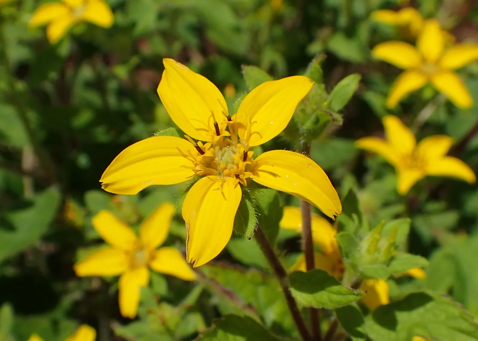 Golden Star (Chrysogonum Virginianum) — apt for adding a splash of color to your landscape design